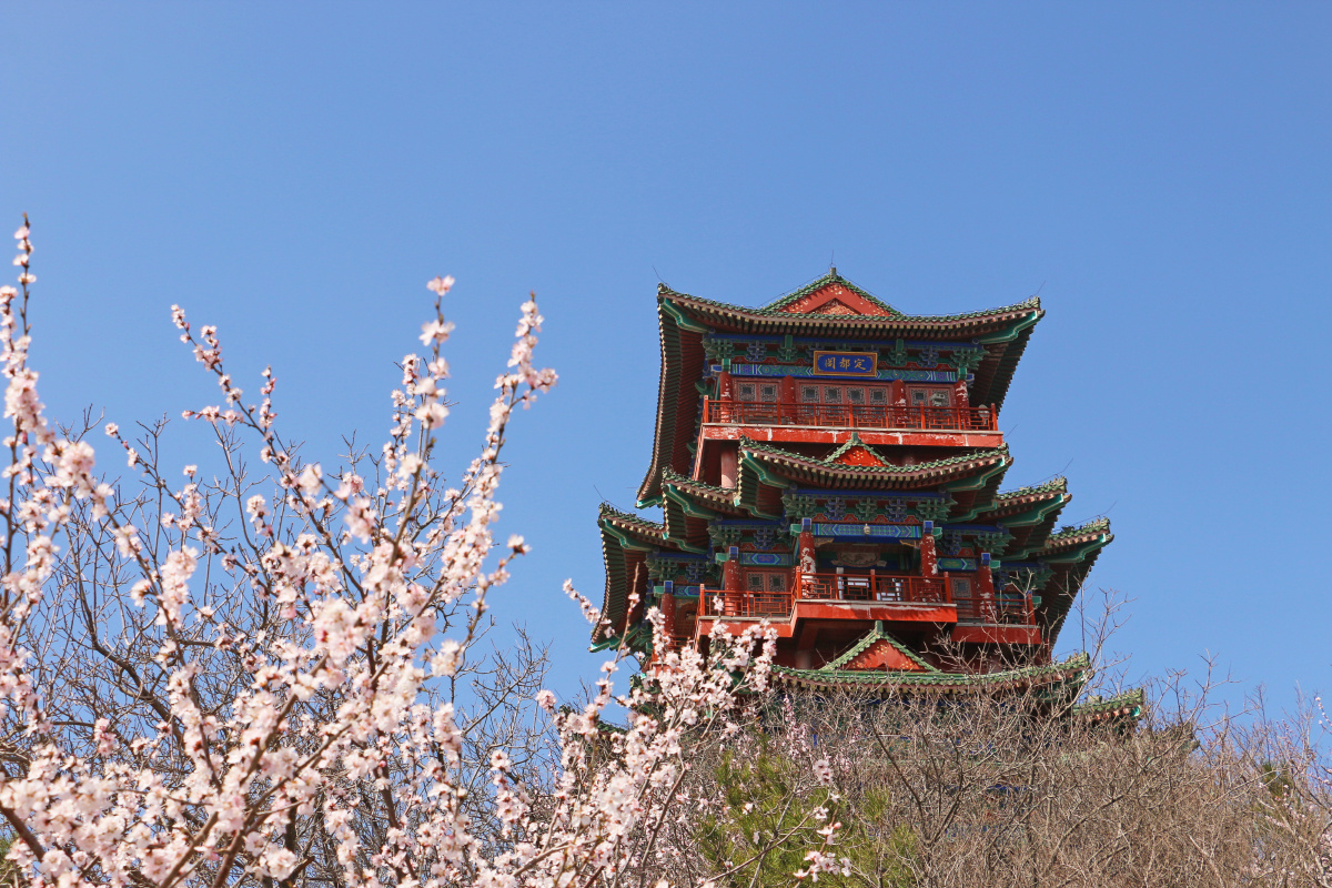 北京市门头沟区定都阁风景区三月二十日左右的山桃花满山山桃花