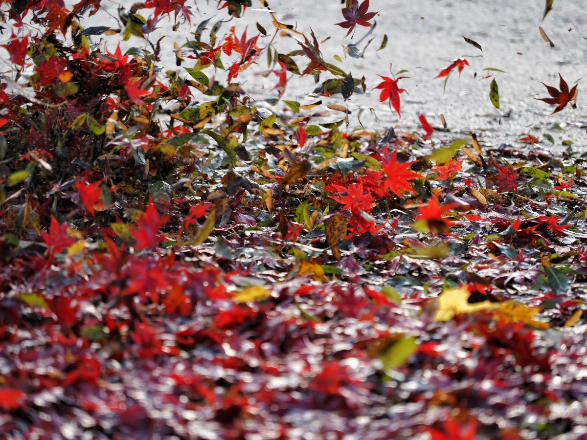 大街上吹扫落红枫叶