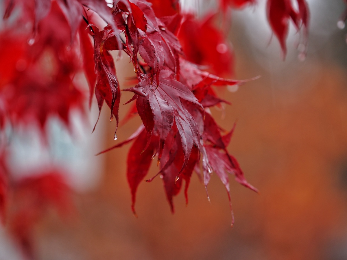 雨天枫叶
