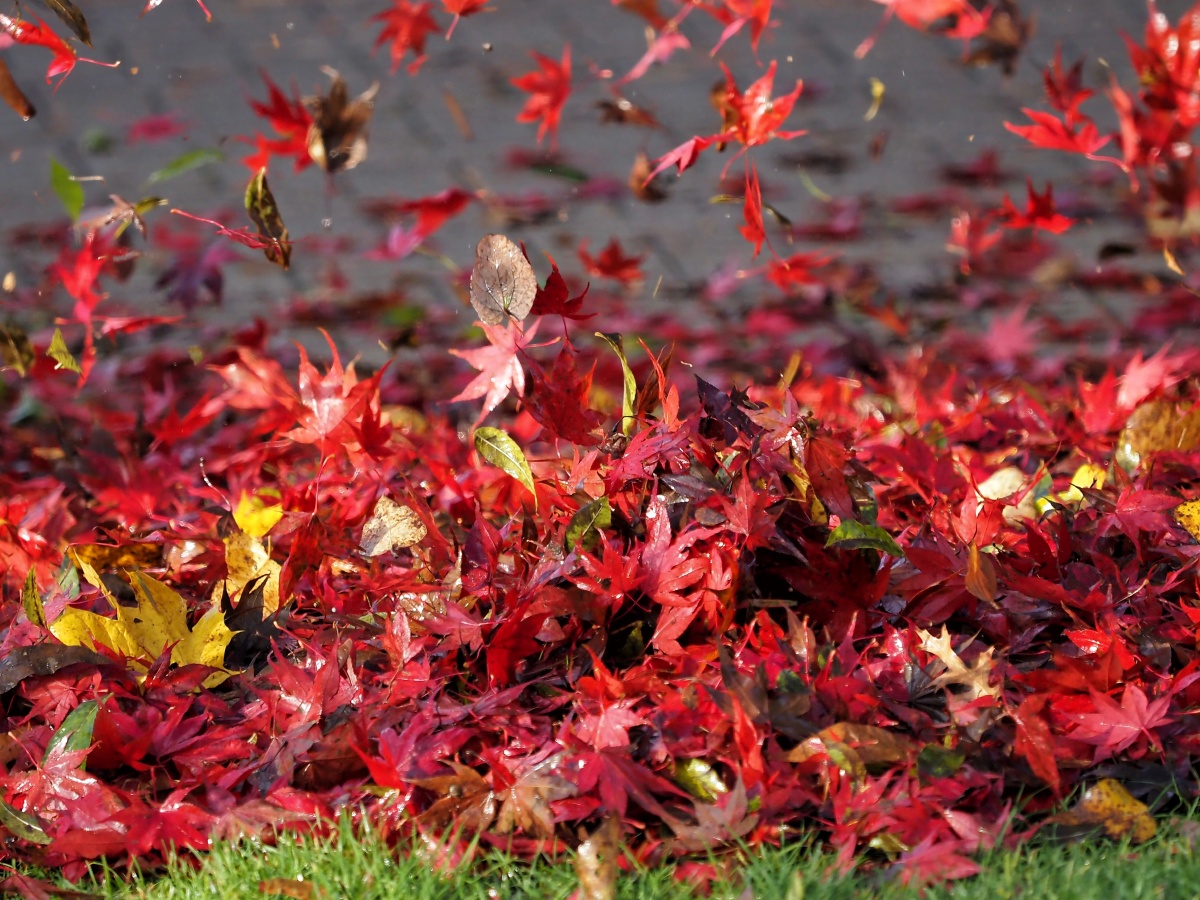 大街上吹扫落红枫叶