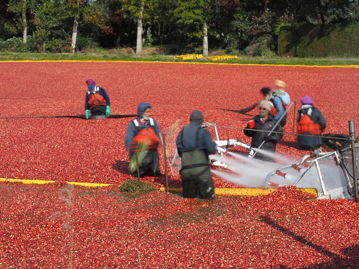 加拿大蔓越莓收割季节