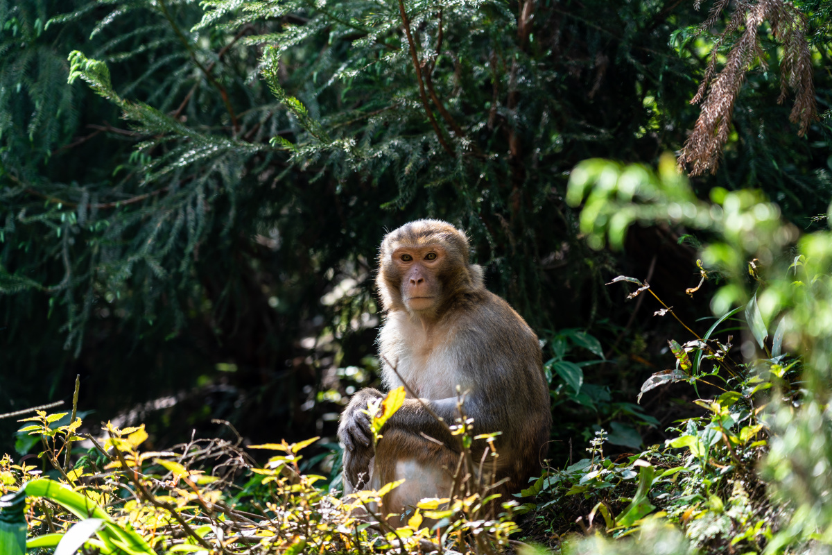 山中猕猴重庆江津四面山景区的一只猕猴呆坐着等待人们的食物