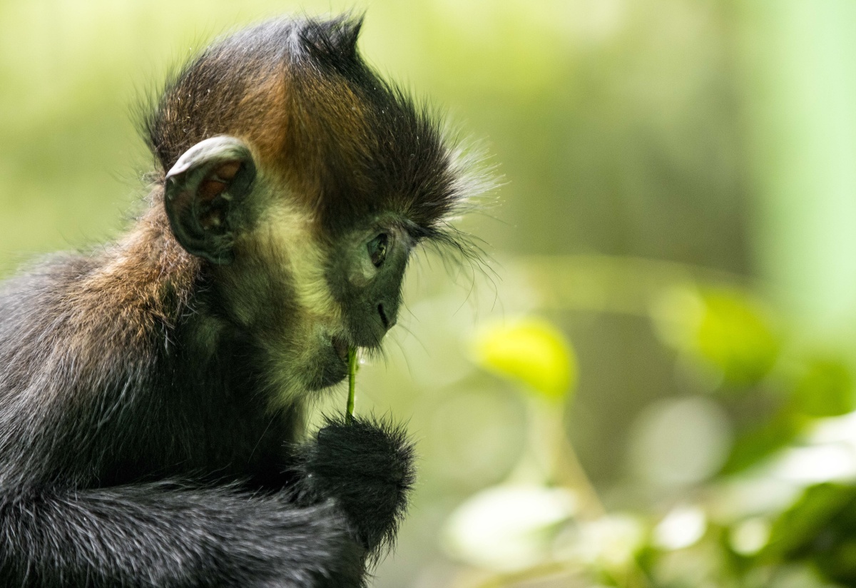 小清新黑叶猴宝宝