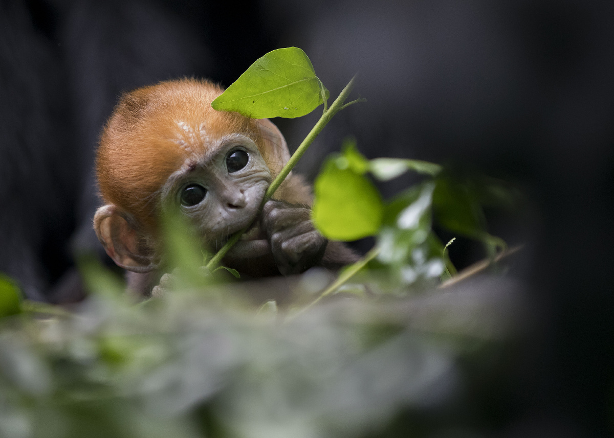 黑叶猴宝宝