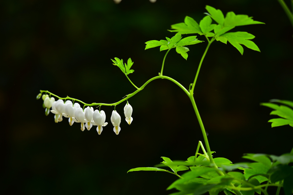 白色的荷包牡丹