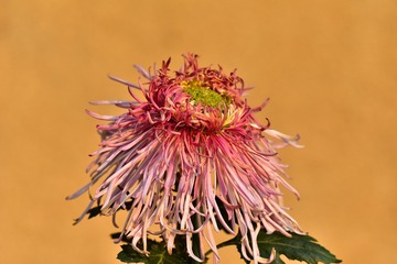 1633801