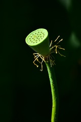 918550