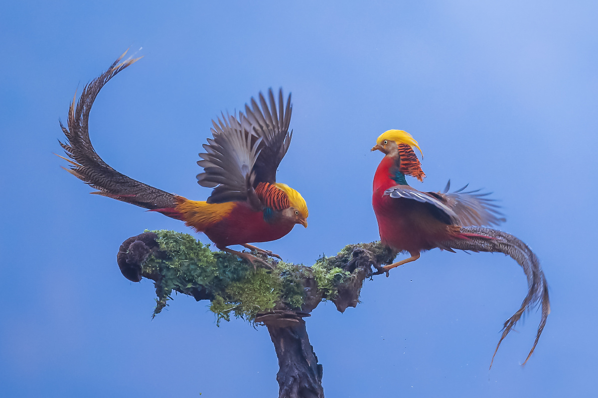 山里飞出金凤凰