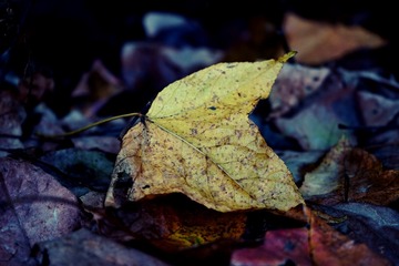IMG_20151213_073553