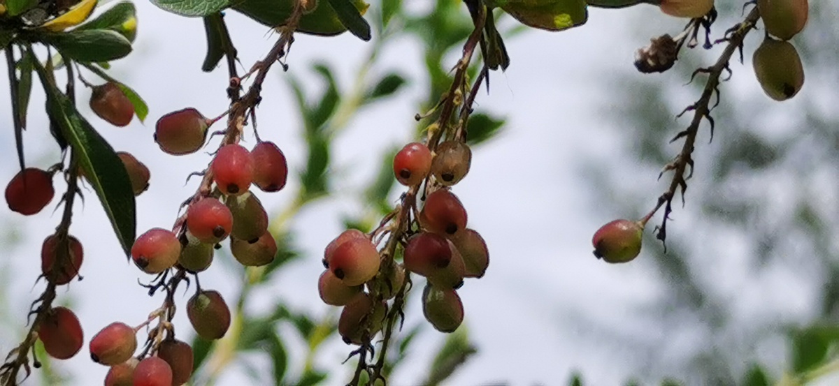 醋柳果酸刺果沙棘果是一种小浆果植物落叶灌木或小乔木沙棘是目前世界