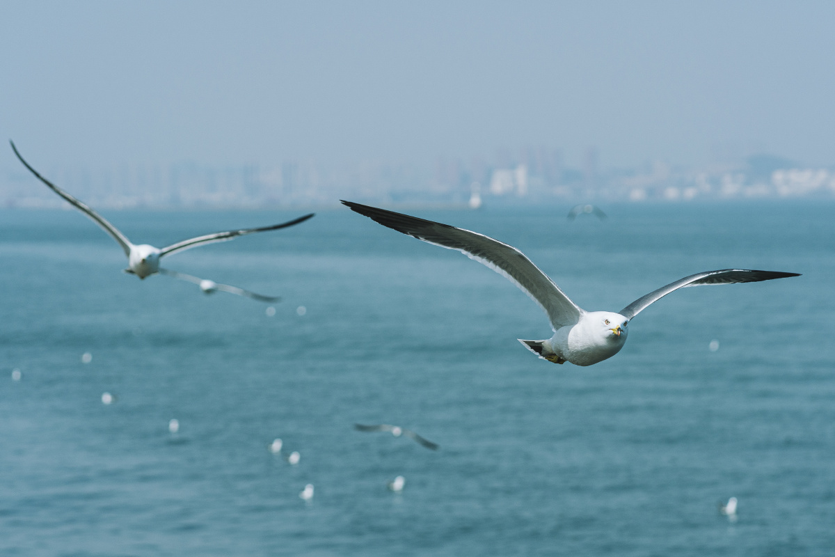 大连·海鸥 - 弗拉基米尔王 - 图虫