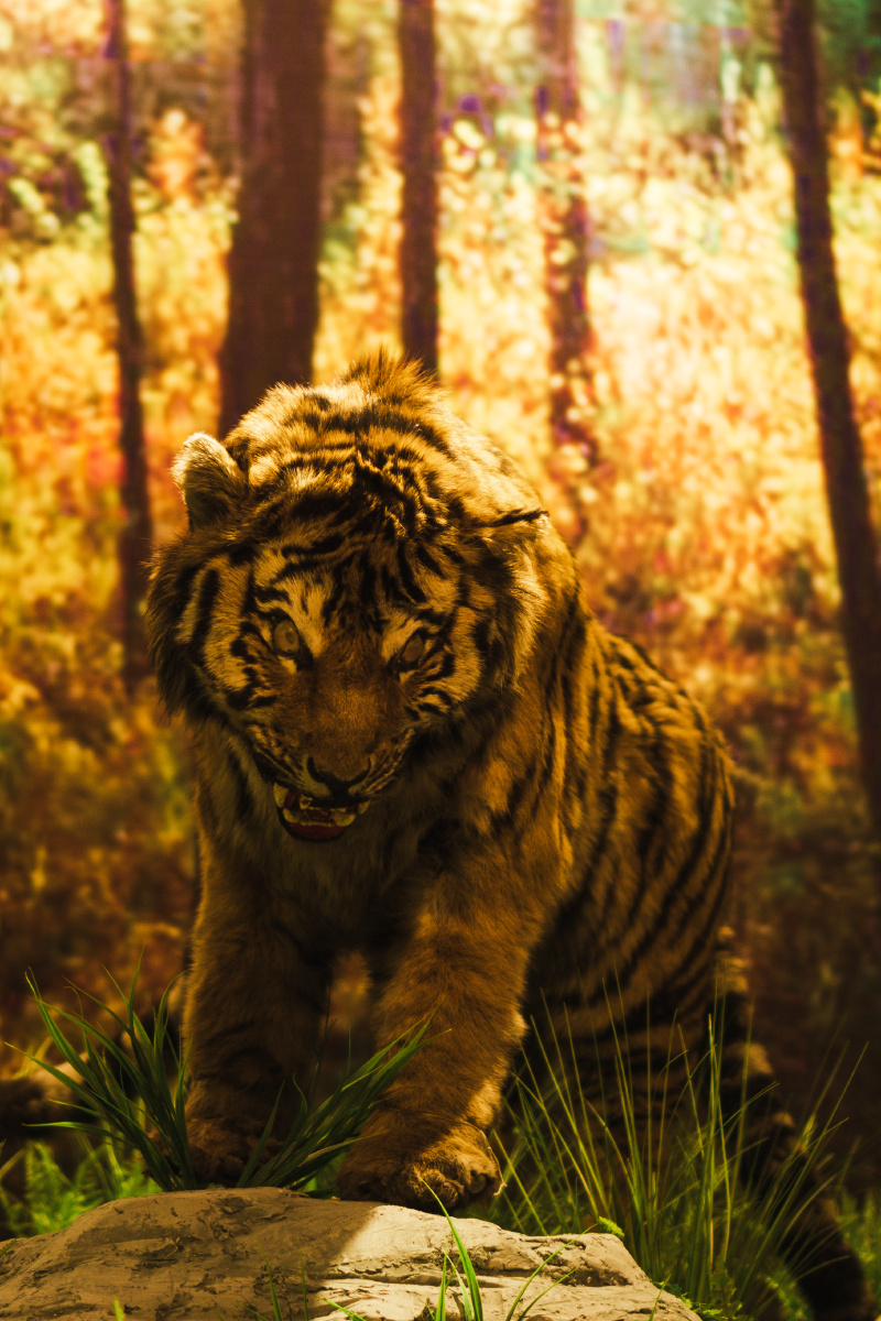 黑龙江省博物馆里的东北虎标本