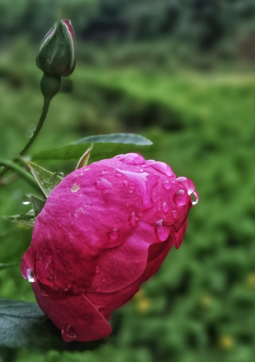 春雨润入叶百花芳自菲城南花已开