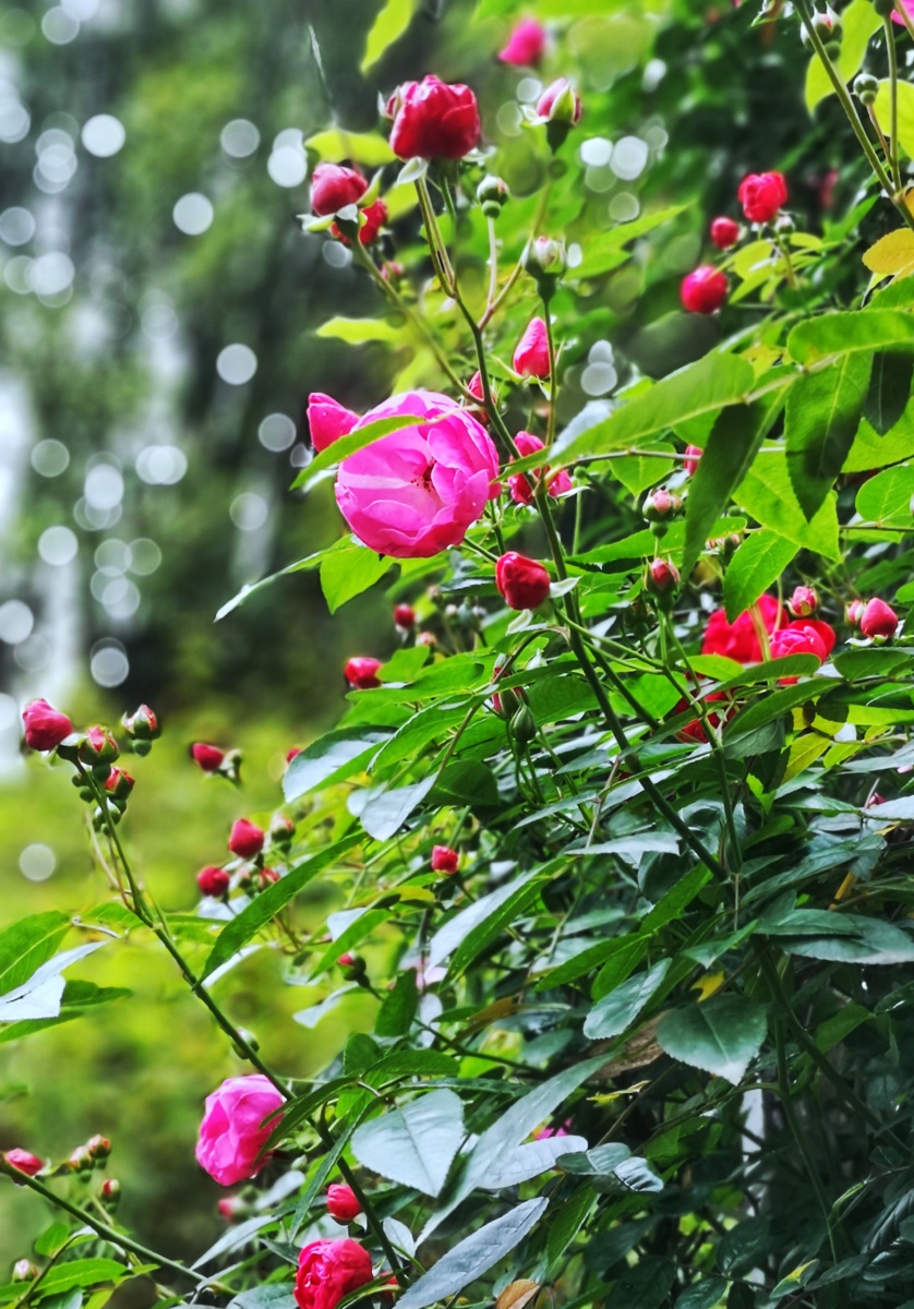 春雨润入叶百花芳自菲城南花已开