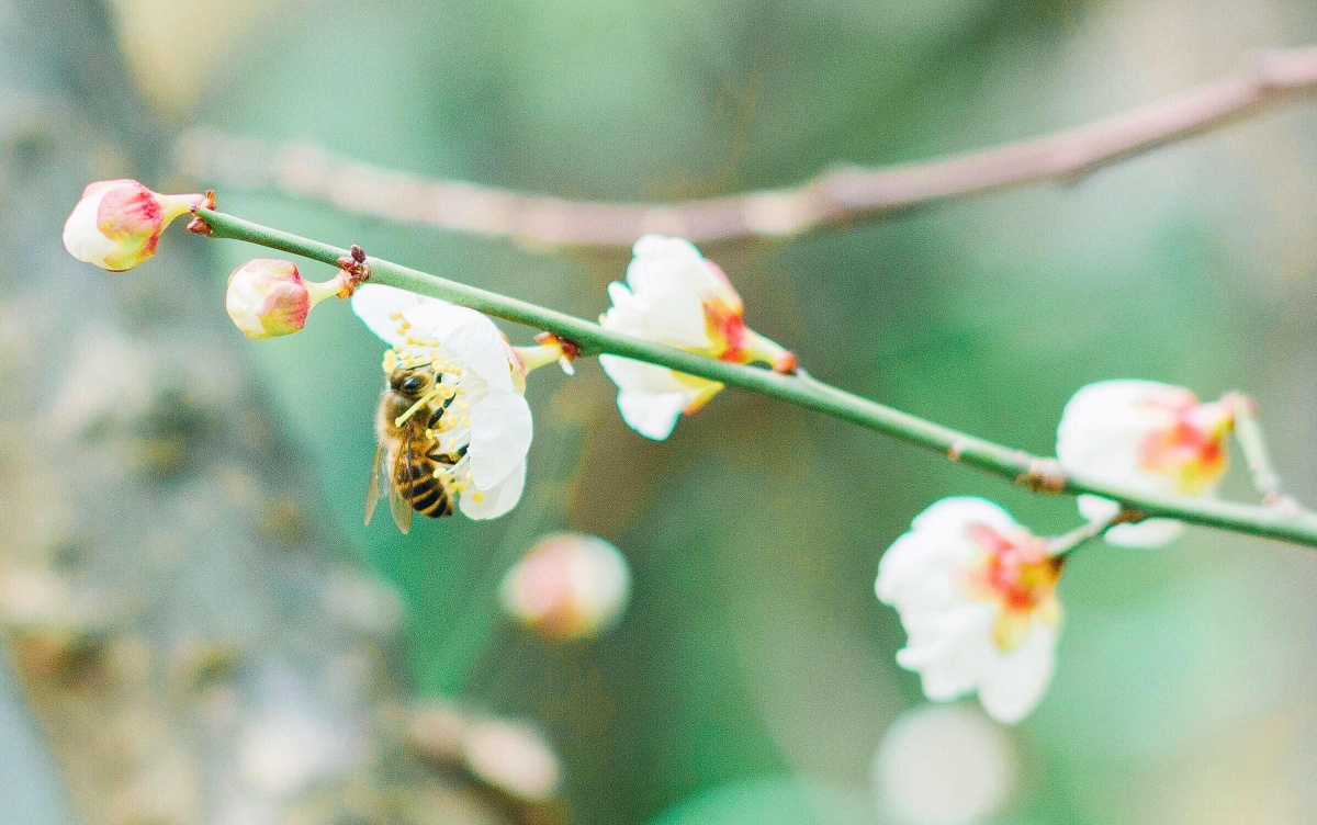 院子里的花花开了,还有不怕冷的小蜜蜂。 - 抓