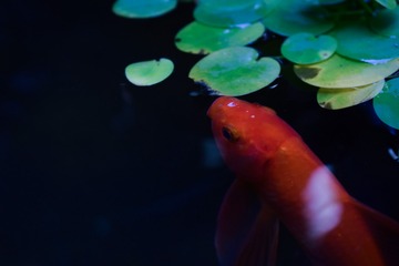 723