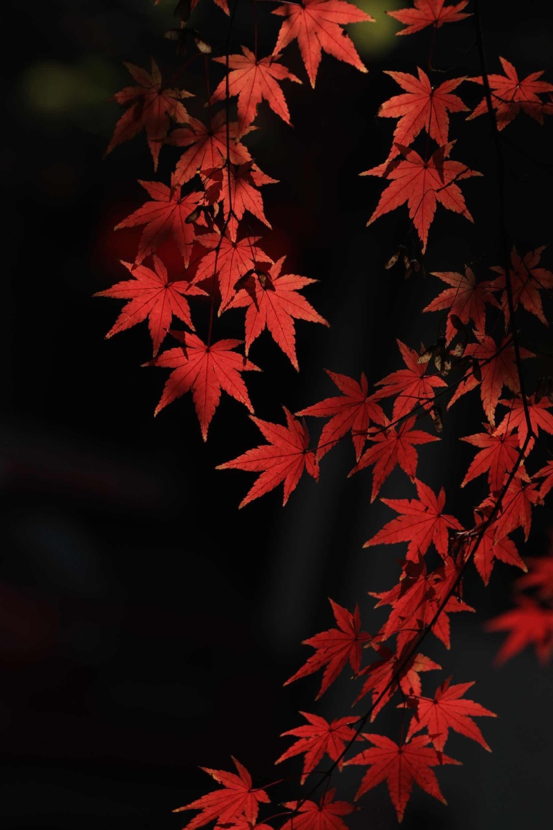 初冬·秋色