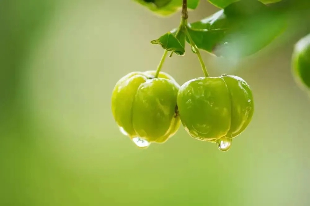 樱桃针叶樱桃中含有丰富的花青素花色素及维生素e等可促进血液循环有