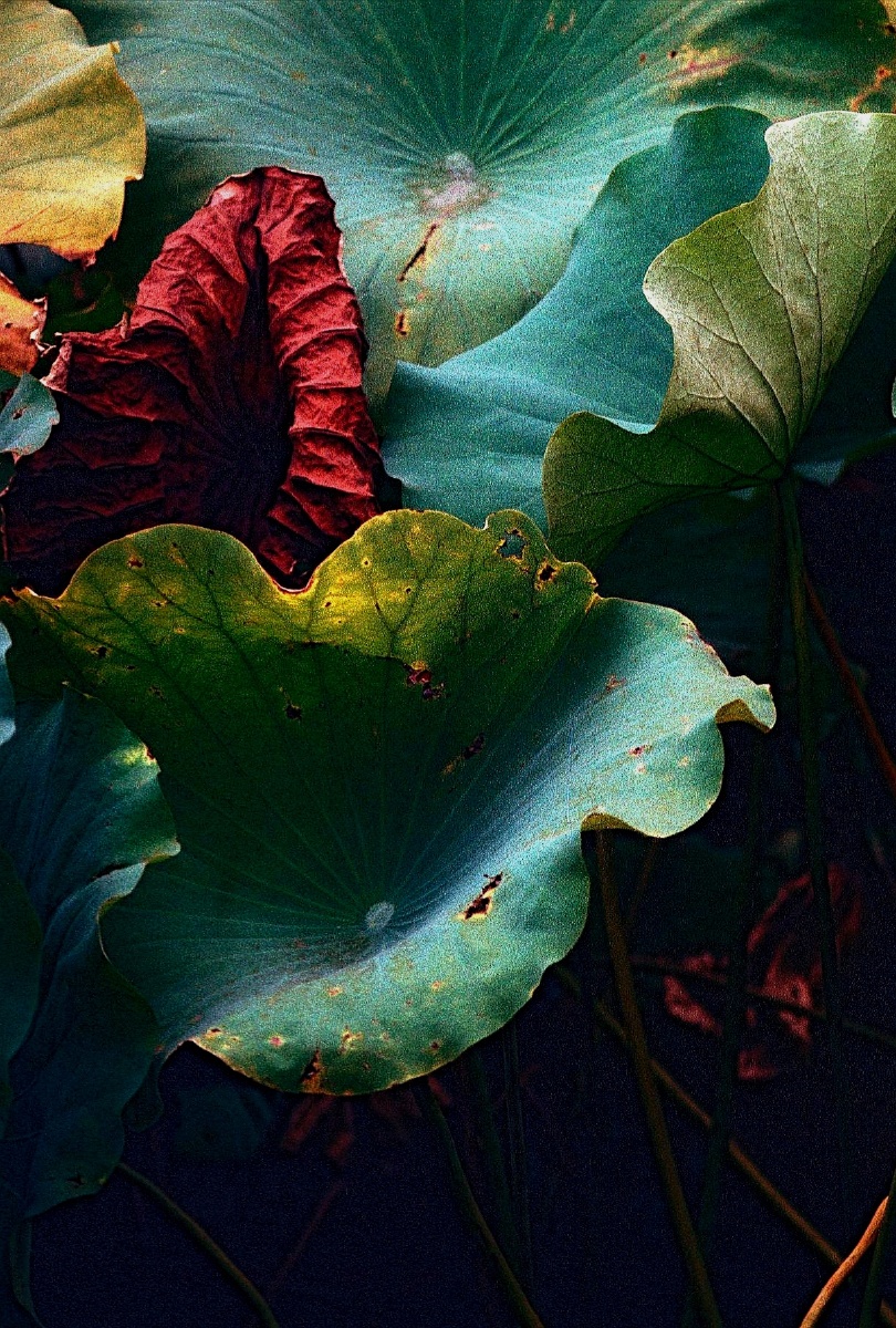 荷叶-2(胶片摄影)