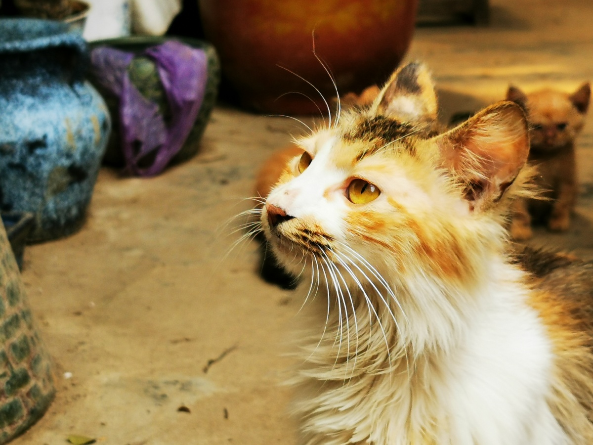 这世上有一种美丽的生物叫做"猫",喵～ - 如花在野大自在 - 图虫