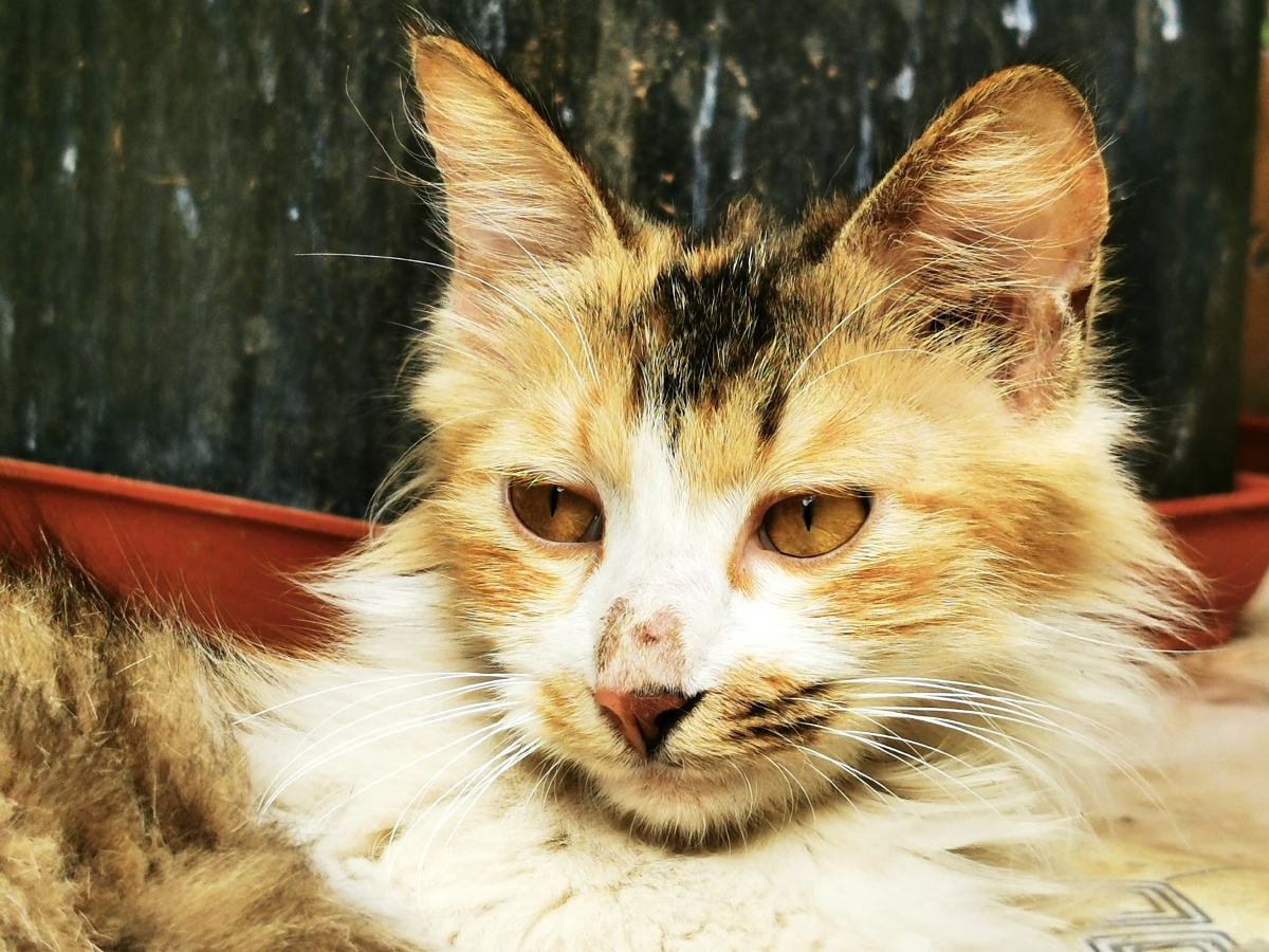 这世上有一种美丽的生物叫做"猫",喵～ - 如花在野大自在 - 图虫