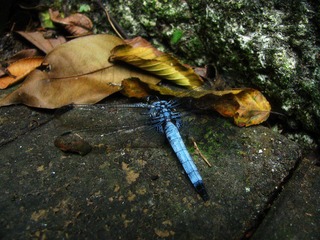 IMG_5735.JPG
