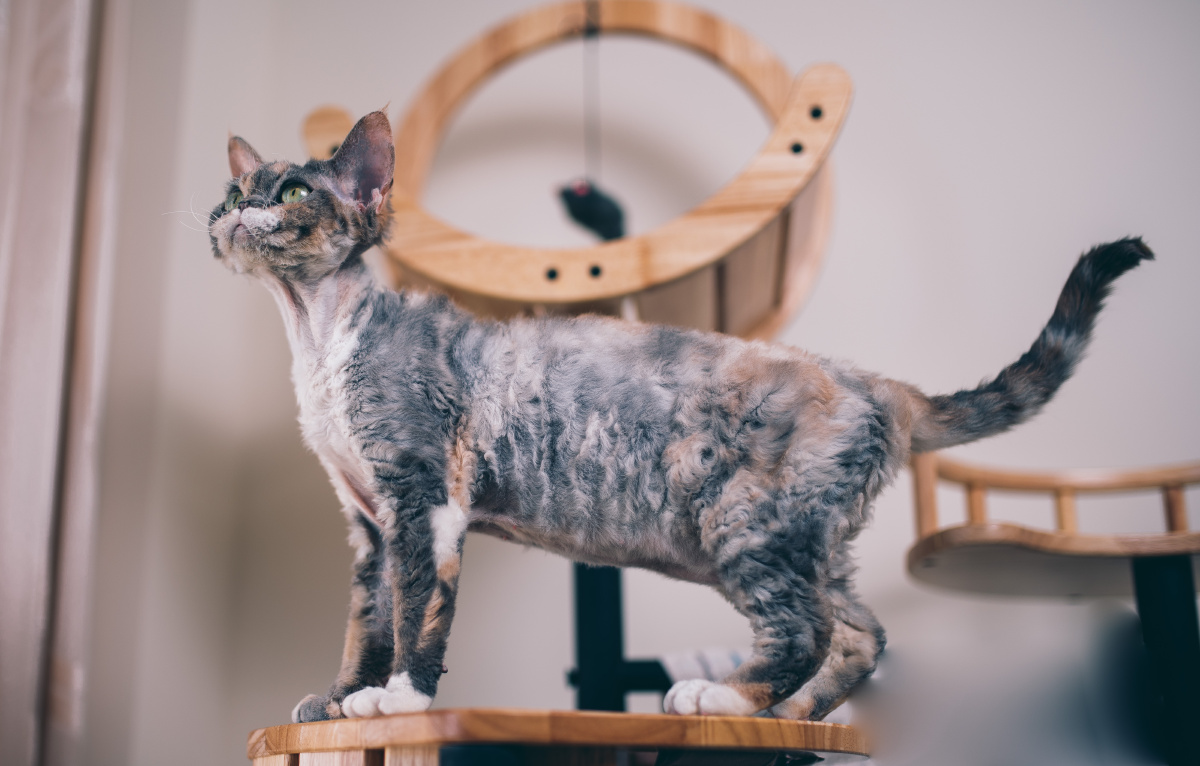 德文卷毛猫无可挑剔的极端脸与完美的毛发今年会加入繁育计划