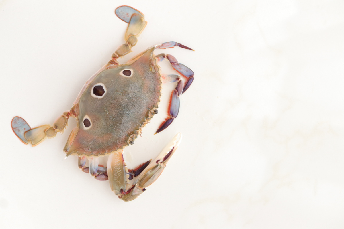 三眼蟹梭子蟹蟹黄开渔