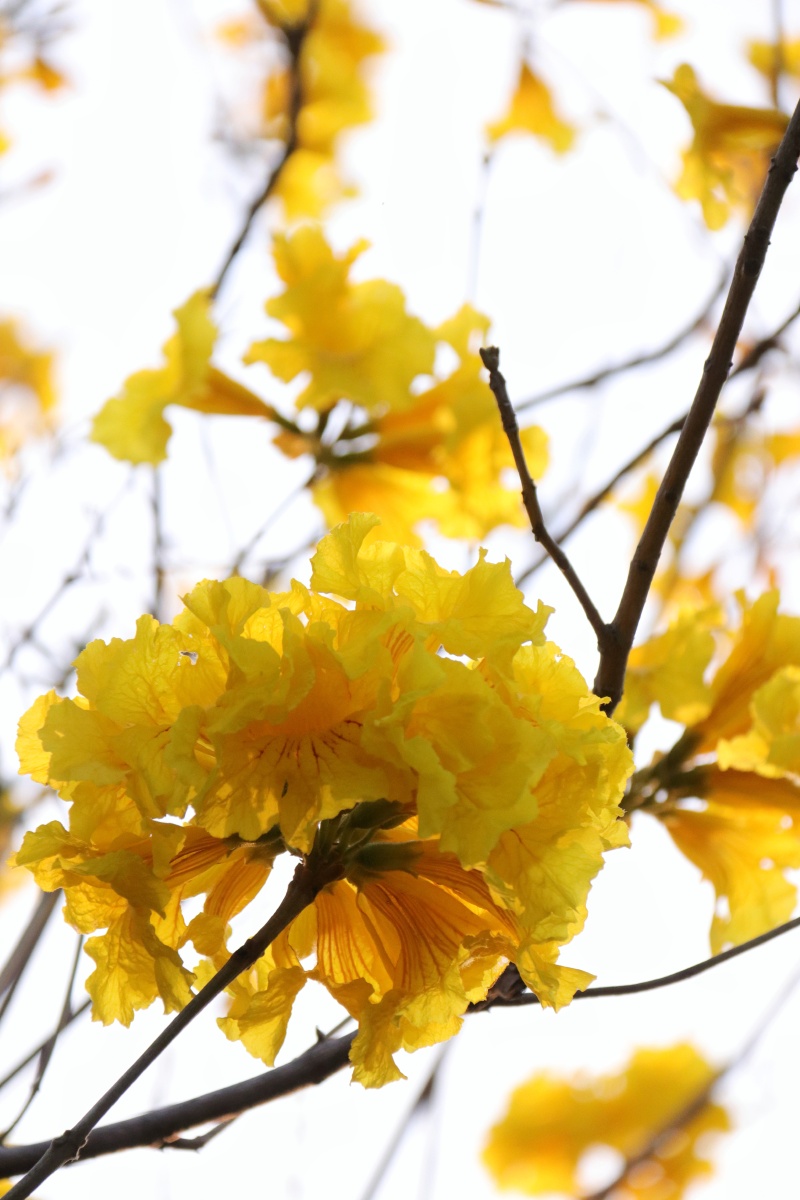 黄花风铃木风铃木黄风铃木