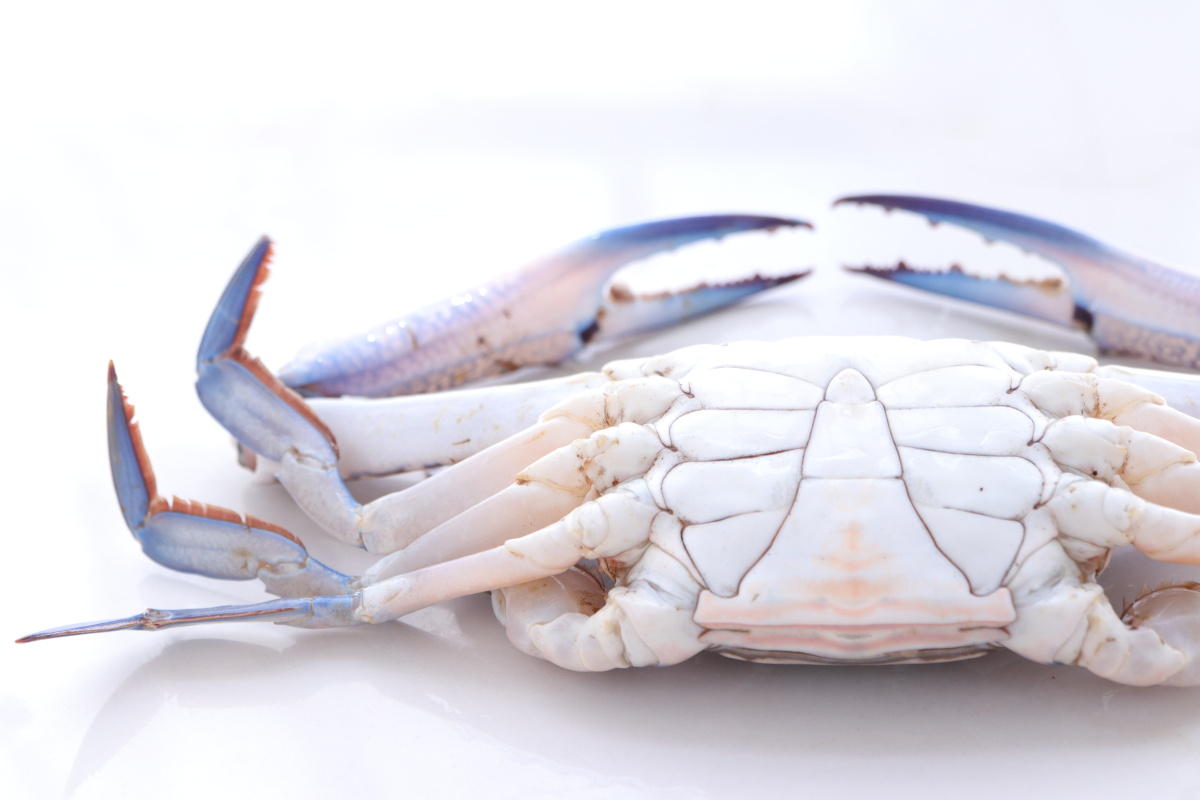 兰花蟹,花蟹,梭子蟹,海鲜 - hui生活 - 图虫