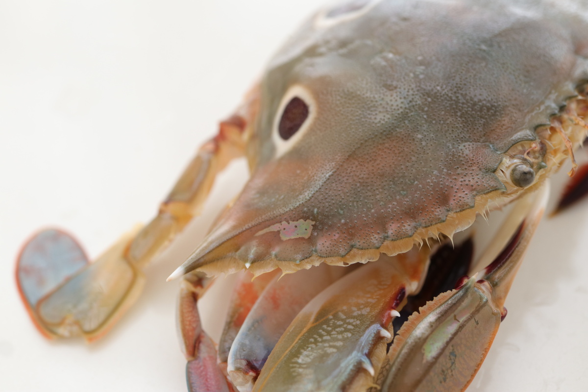 三眼蟹梭子蟹蟹黄开渔