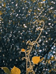1000025126