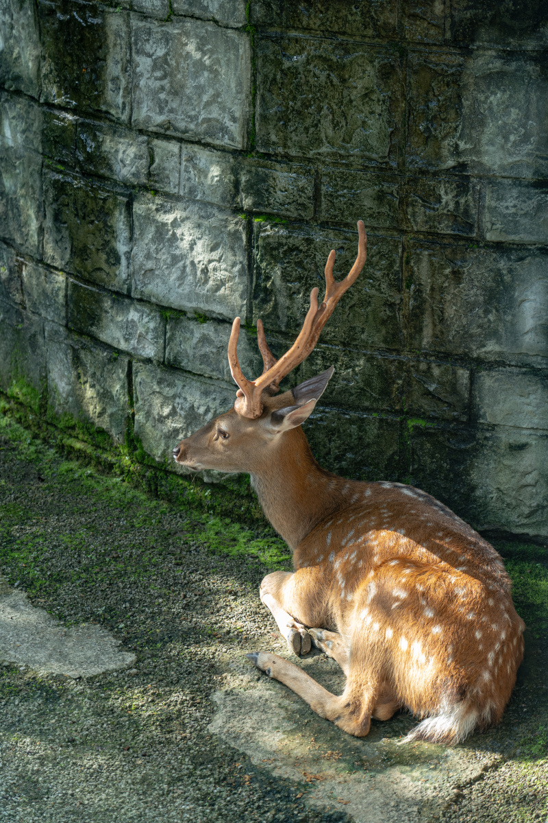 成都动物园一只晒太阳的鹿