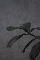 2305255