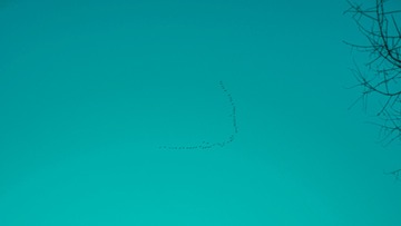 976730