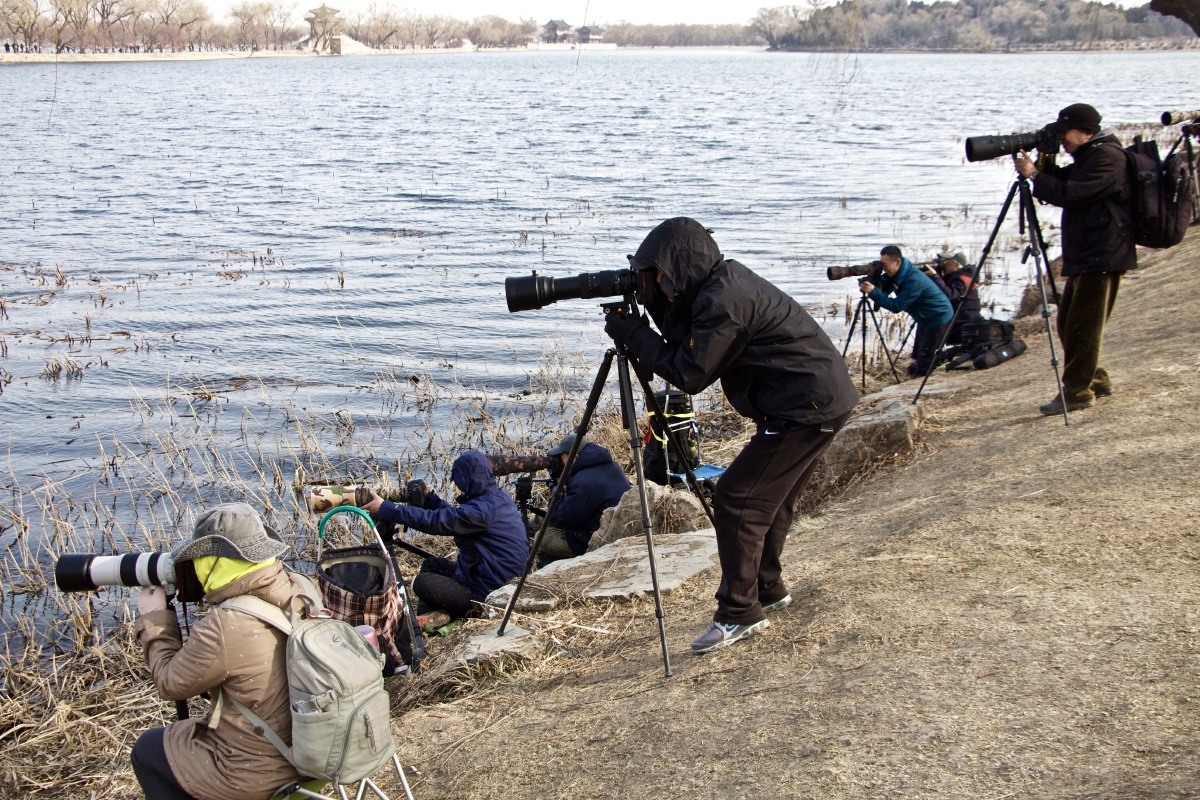 拍鸟- 姜开润 - 图虫网 - 优质摄影师交流社区