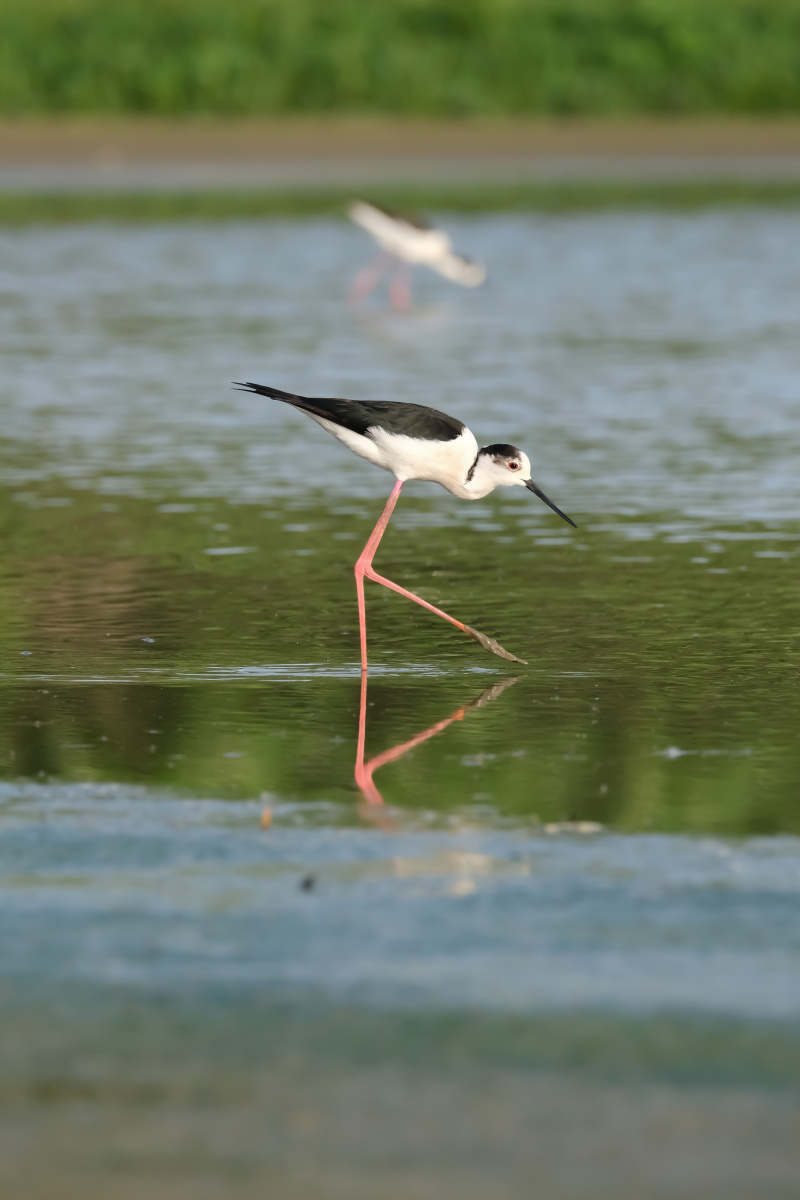 黑翅长脚鹬体型修长姿态优美俗称红娘子被誉为鸟中超模