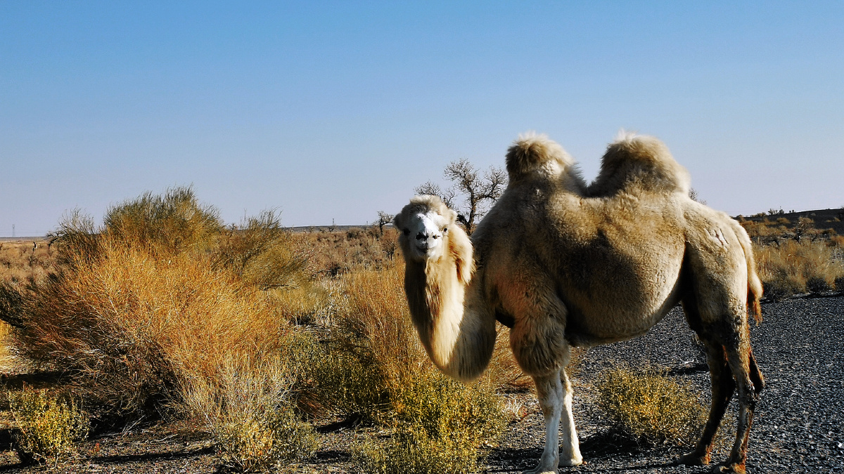 戈壁滩上的骆驼拍摄于新疆克拉玛依市乌尔禾区华为p30pro