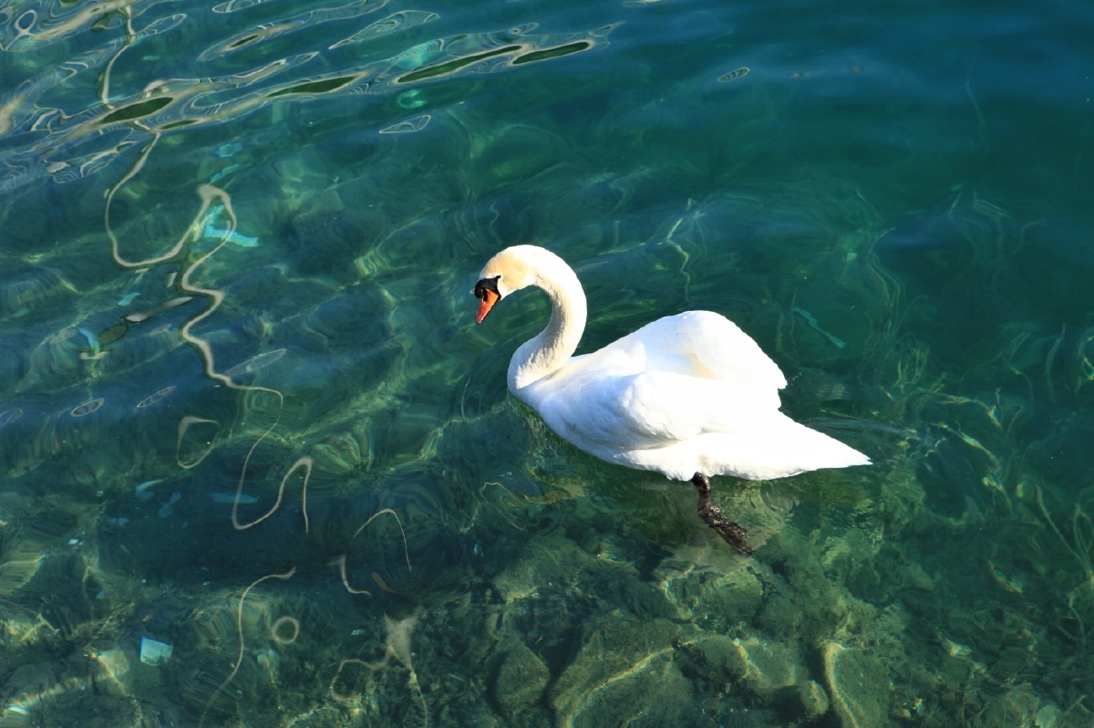 瑞士天鹅湖 - 图说苏州 - 图虫