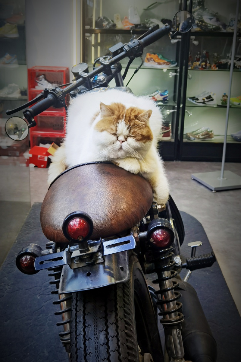 主人年轻的时候喜欢骑着机车四处旅行,猫因此从小就习惯跟着主人在