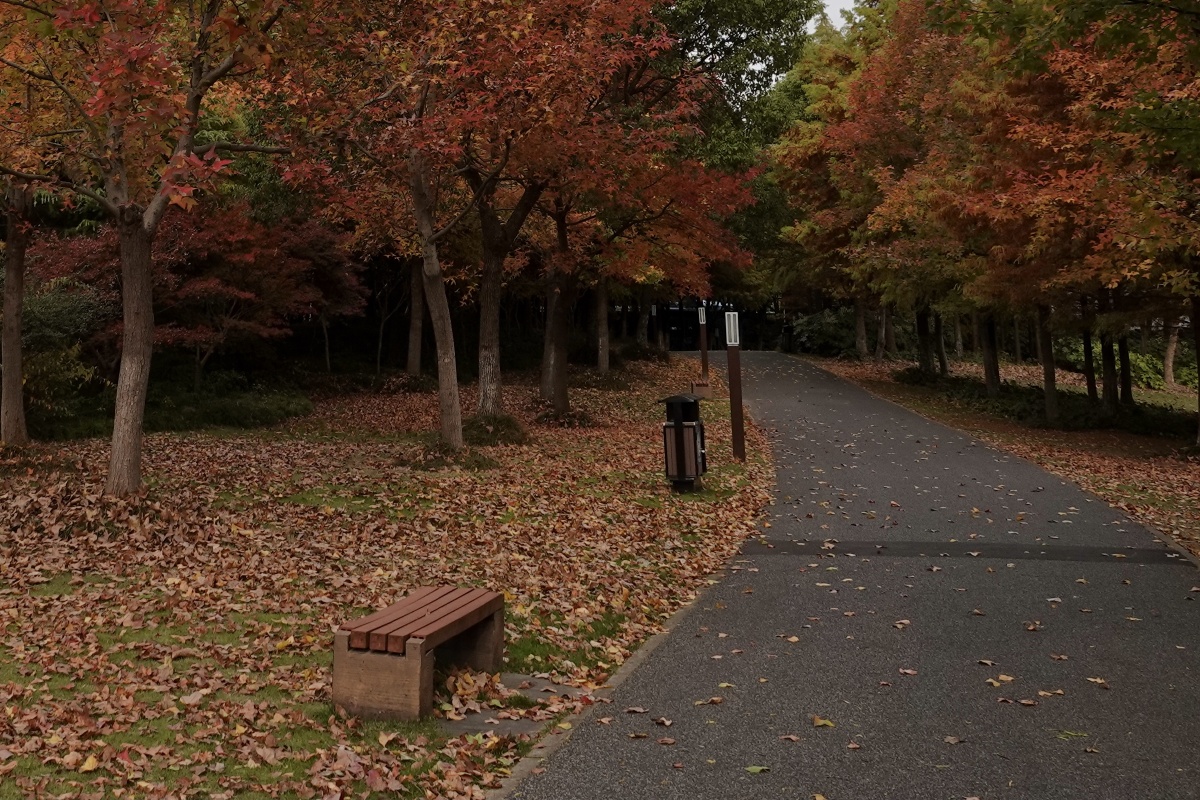 上海顾村公园的秋景