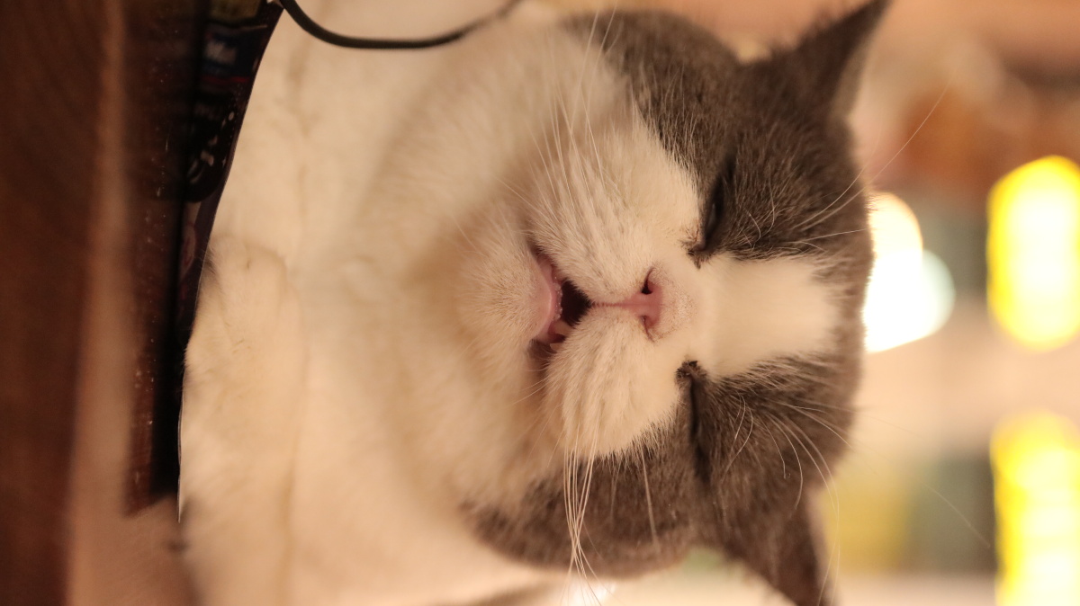 猫咪慵懒的下午 - 拼命成长的土豆