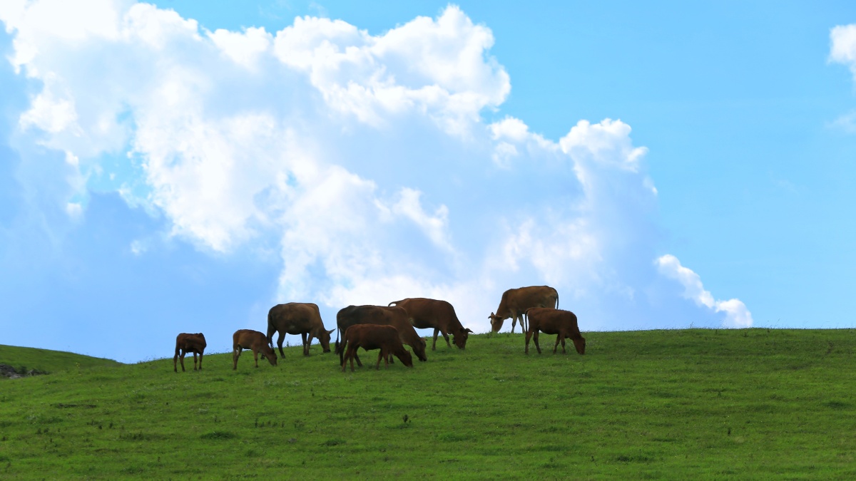 开远南国大草原也叫黑巴草场