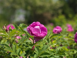 277DC7AC-F3E3-4BA5-AA19-85C85DCECCB9/L0/001