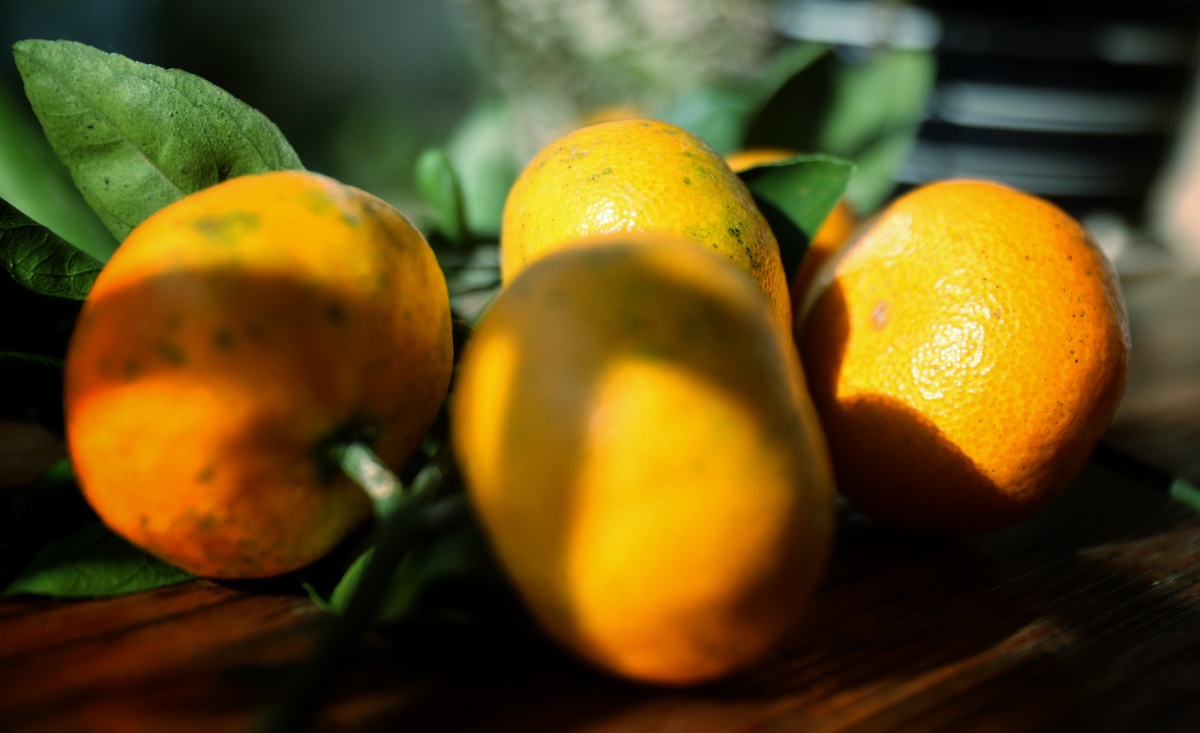 秋桔子黄了麻皮的桔子格外甜丰收季节