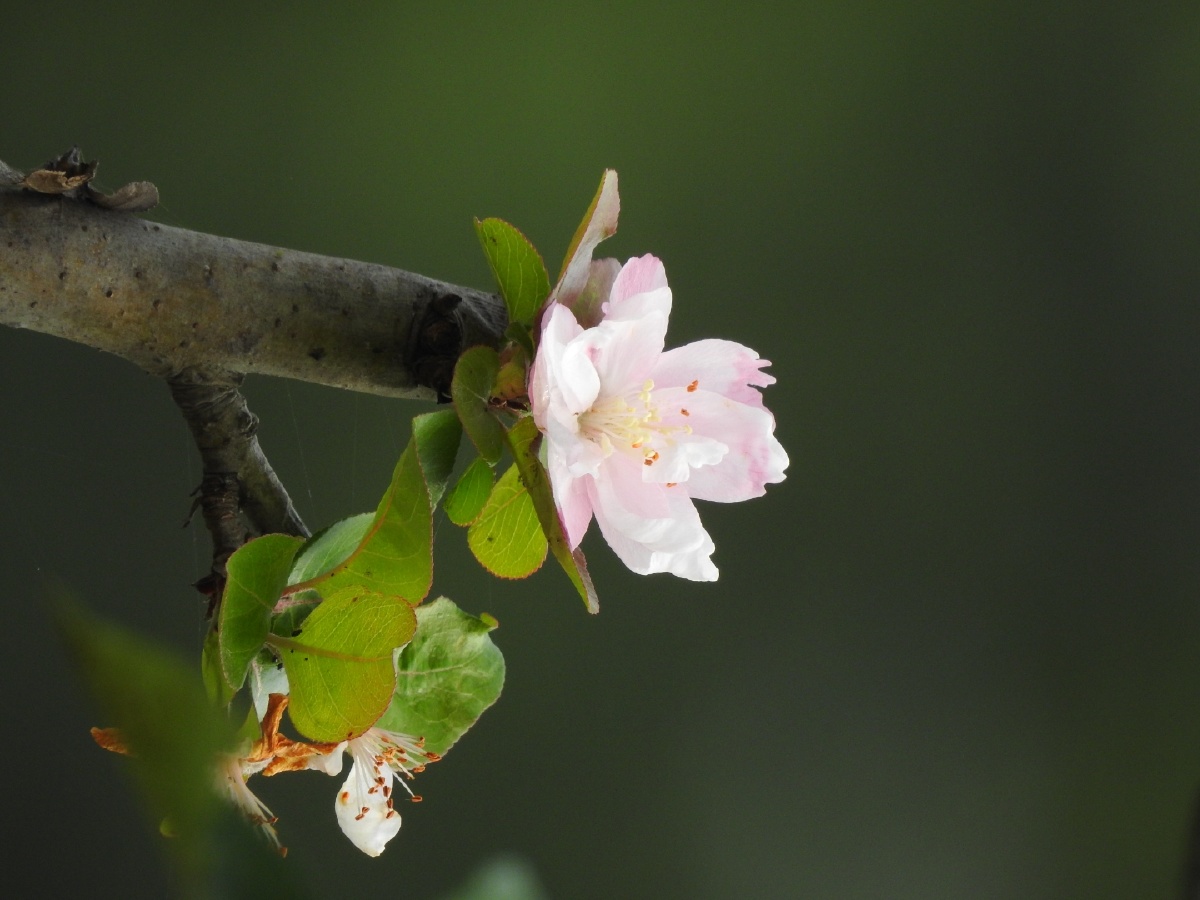 秋海棠 - 摄影师-叶知秋 - 图虫
