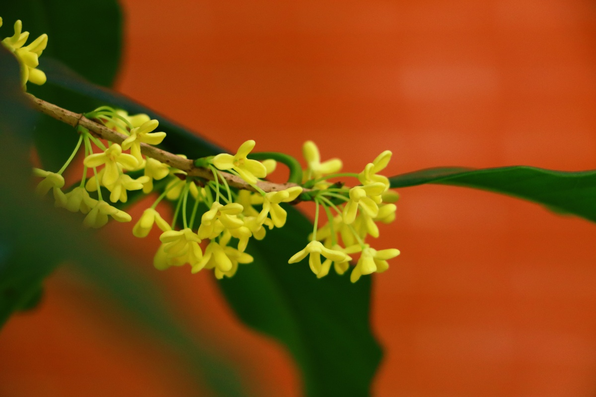 八月开花九月香