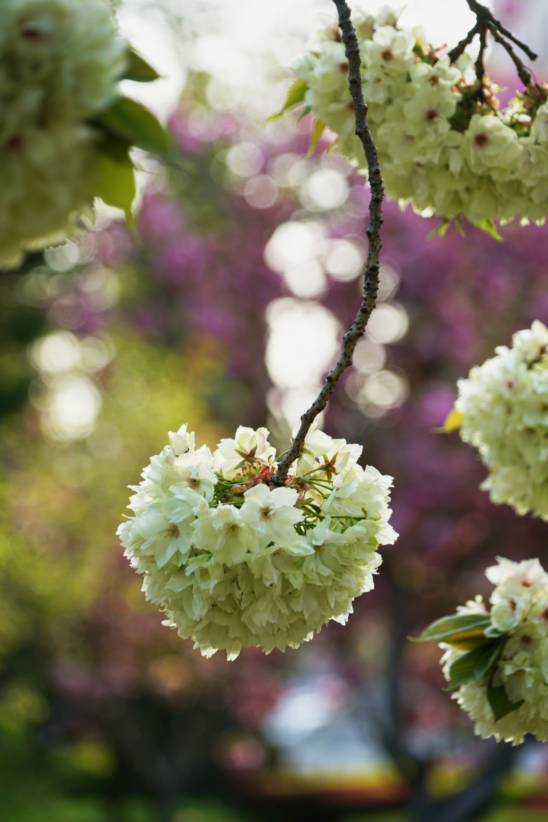 珍贵的重瓣樱花品种御衣黄