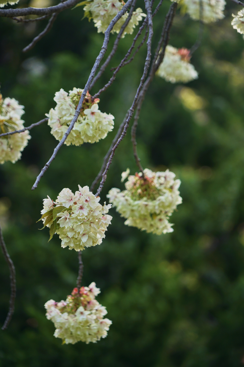珍贵的重瓣樱花品种御衣黄