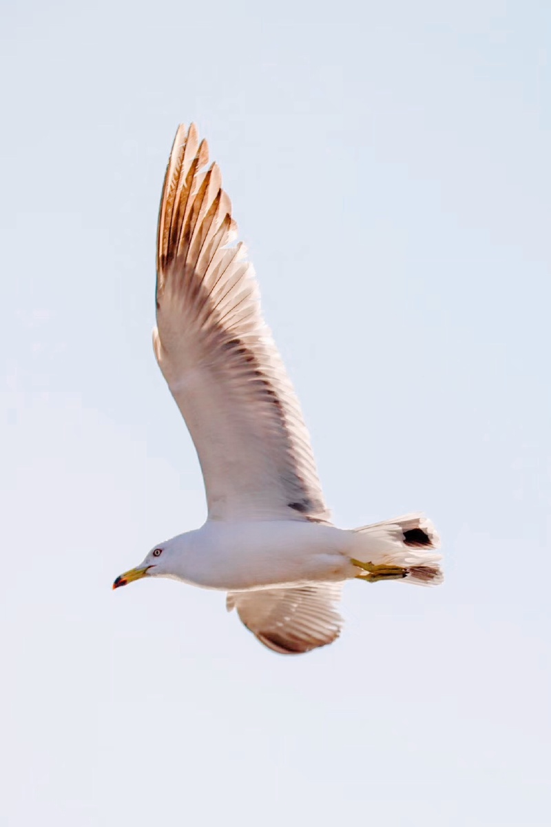 我有一个小毛驴儿